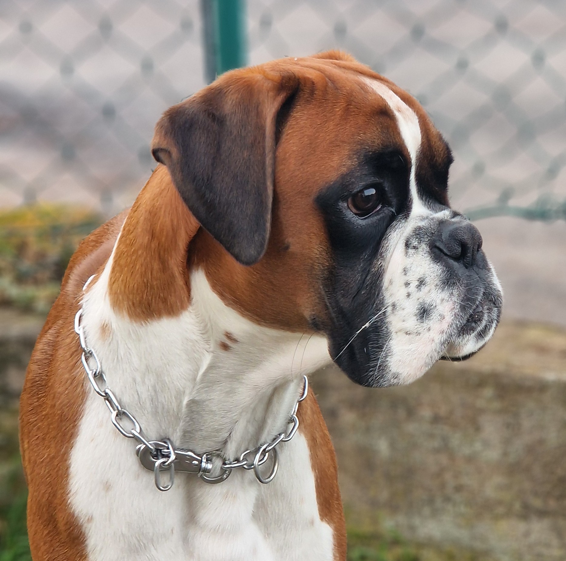 Braphelia von Eldariba